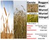 Roggen/Gerste Ergänzungsset Getreide